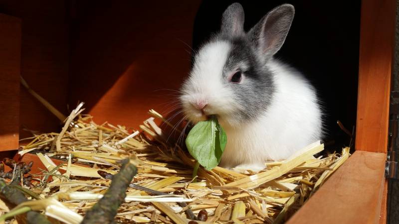 lapin proche ouville la riviere