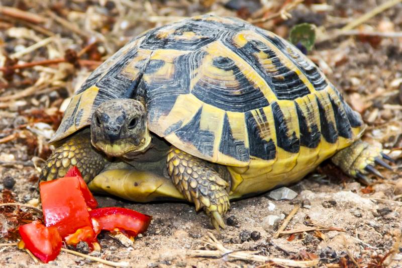 tortue malade proche neville